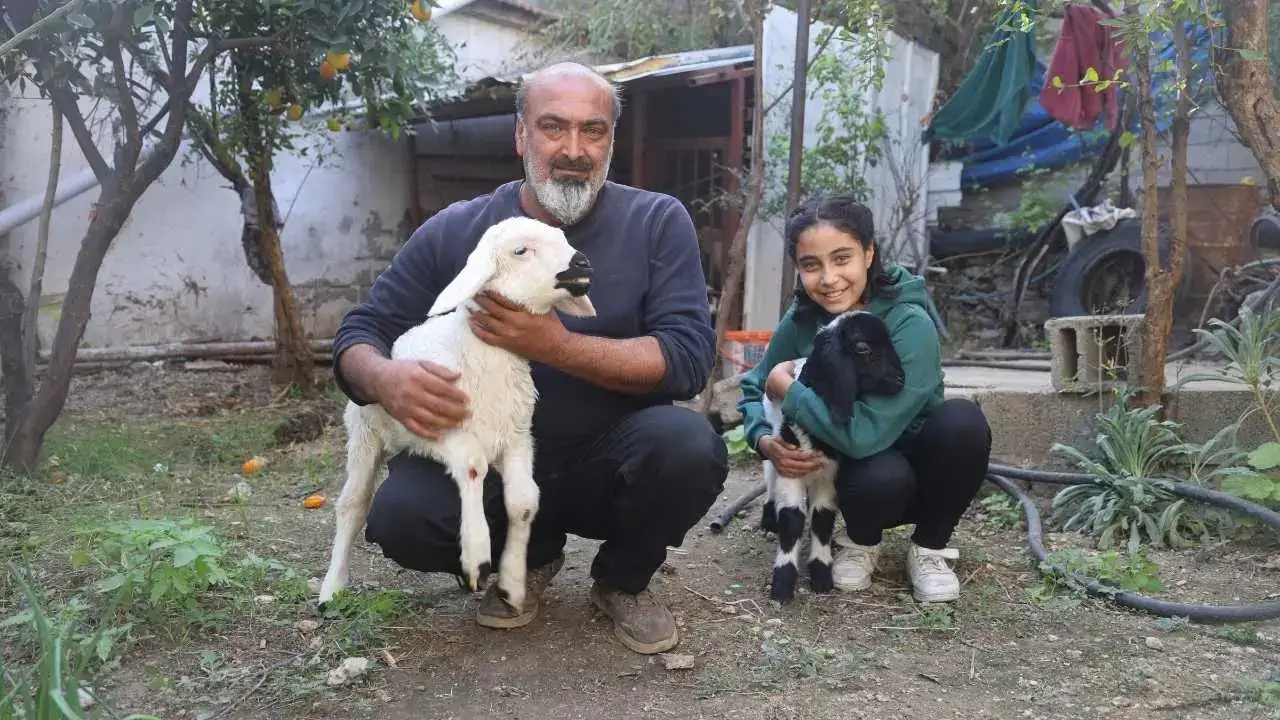 Hatay’da Kuzu Karabaş Ailenin Çocuğu Gibi Büyüyor! 5